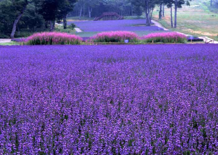 Du Lịch Nhật Bản Ngắm Hoa Lavender 5 Ngày 4 Đêm Từ Hà Nội