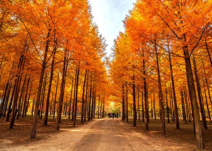DU NGOẠN HÀN QUỐC 2026 MÙA HOA - HÀ NỘI – SEOUL – NAMI – EVERLAND – CÔNG VIÊN YEOUIDO – RỪNG SEOUL- THƯ VIỆN SÁCH