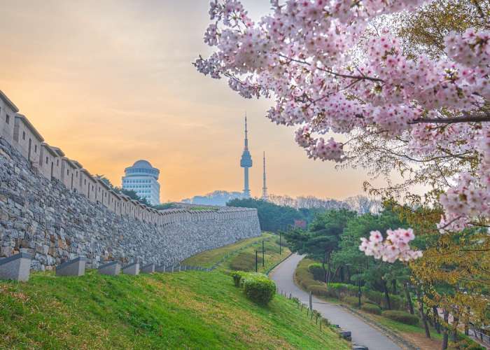 KHÁM PHÁ XỨ SỞ KIM CHI HÀN QUỐC MÙA HOA ANH ĐÀO 2026