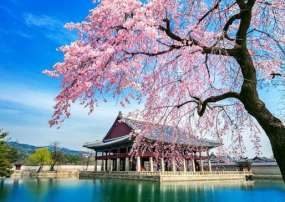 Tour Khám phá xứ sở kim chi Hàn Quốc mùa Hoa Anh Đào Năm 2026