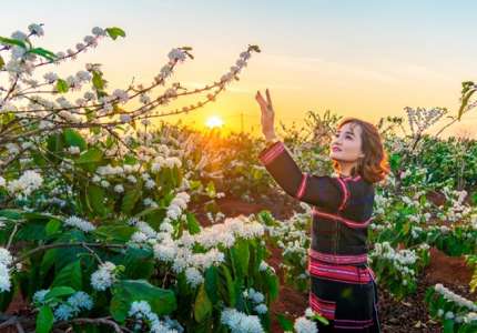 Chiêm ngưỡng vẻ đẹp mùa hoa cà phê Tây Nguyên