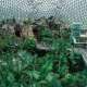 George Jungle Dome rừng nhiệt đới ở trong nhà ở Hàn Quốc