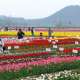 Lễ hội hoa tulip Hàn Quốc