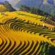 Du lịch Mù Cang Chải mùa lúa chín vào tháng mấy