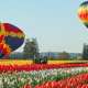 Du xuân Thổ Nhĩ Kỳ để ngắm những bông hoa Tulip rực rỡ
