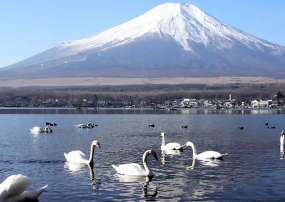 TOUR NHẬT BẢN 5N4Đ: TOKYO CITY & NÚI PHÚ SĨ 2026