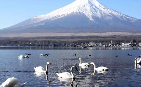 TOUR NHẬT BẢN 5N4Đ: TOKYO CITY & NÚI PHÚ SĨ 2026