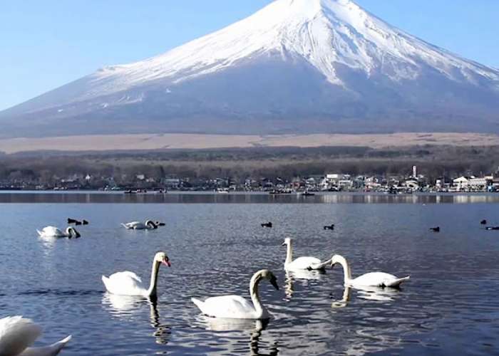 TOUR NHẬT BẢN 5N4Đ: TOKYO CITY & NÚI PHÚ SĨ 2026