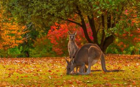 Du Lịch Úc 6 Ngày 5 Đêm Khởi Hành Từ Hà Nội