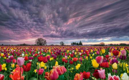 Tour Du Lịch Mùa Xuân Nước Úc 6 Ngày 5 Đêm