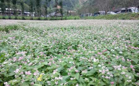 Du Lịch Hà Giang Mùa Tam Giác Mạch 3 Ngày 2 Đêm Từ Hà Nội