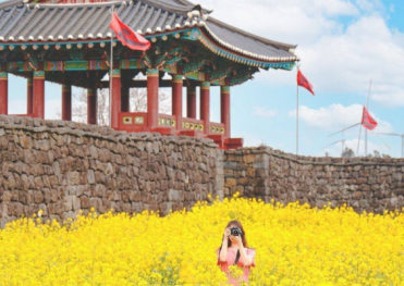Tour Hàn Quốc mùa hoa anh đào 6N5Đ: Incheon - Jeju - Seoul - Nami - Everland