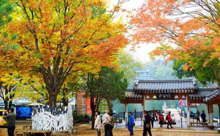 Du Lịch Hàn Quốc Mùa Lá Đỏ 6 Ngày 5 Đêm- Seoul - Jeju - Nami - Everland
