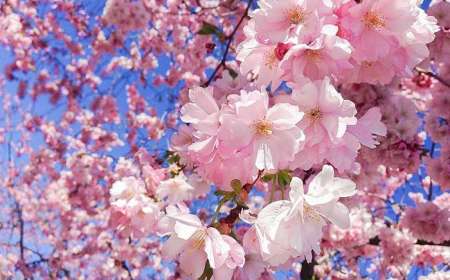 Du Lịch Nhật Bản 6 Ngày 5 Đêm Mùa Hoa Anh Đào Từ Hà Nội