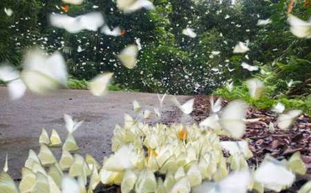 Tour Du Lịch Hoa Lư - Tam Cốc - Cúc Phương 2 ngày 1 đêm