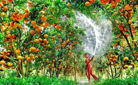 Tour Miền Tây - Bến Tre - Mỹ Tho - Cù Lao Thái Sơn - Chùa Vĩnh Trang 1 Ngày