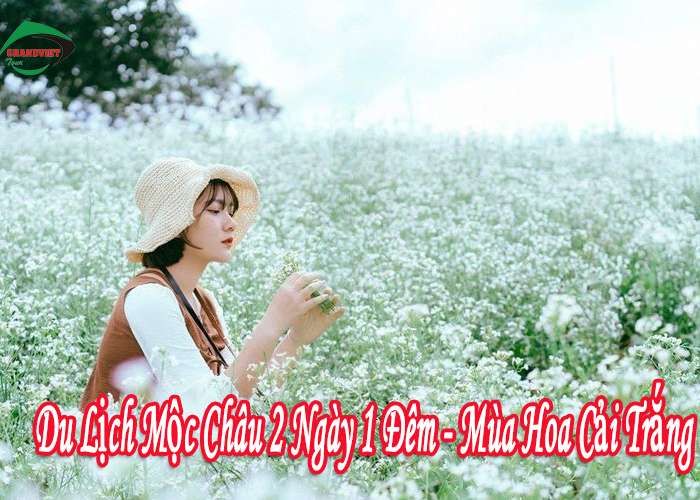 Tour Du Lịch Mộc Châu 2 Ngày 1 Đêm Mùa Hoa Cải Trắng