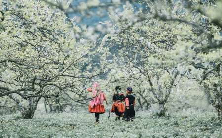 Tour Du Lịch Mộc Châu Mùa Hoa Mận 2 Ngày 1 Đêm
