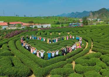 Tour Du Lịch Mộc Châu 2 Ngày 1 Đêm Từ Hà Nội