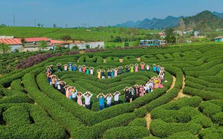 Tour Du Lịch Mộc Châu 2 Ngày 1 Đêm Từ Hà Nội