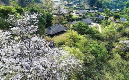 Du Lịch Điện Biên 3 Ngày 2 Đêm Mùa Hoa Ban Từ Hà Nội