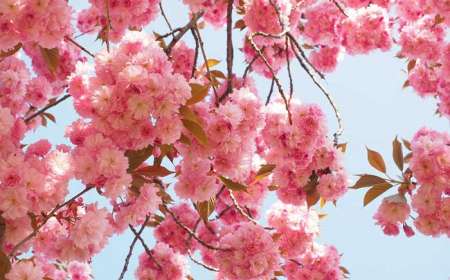 Tour Du Lịch Nhật Bản 6 ngày 5 Đêm Mùa Hoa Anh Đào (Bay Vietjet, Shinkansen)