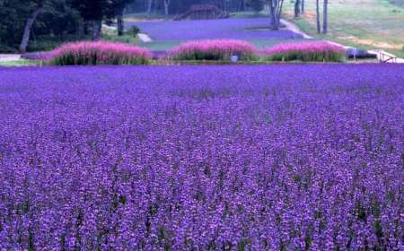 Tour Du Lịch Nhật Bản 5 Ngày 4 Đêm Mùa Hè (Bay Vietjet Air)