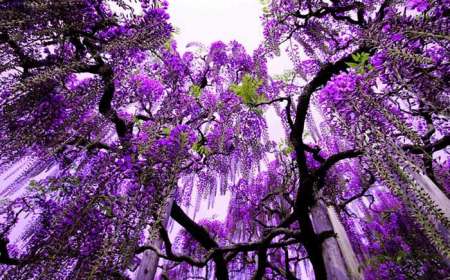 Du Lịch Nhật Bản 6 Ngày 5 Đêm Từ Hồ Chí Minh