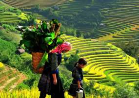 Tour Du Lịch Sapa - Cát Cát - Fansipan- Hàm Rồng 2 Ngày