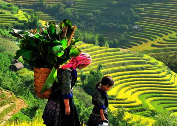 Tour Du Lịch Sapa - Cát Cát - Fansipan- Hàm Rồng 2 Ngày