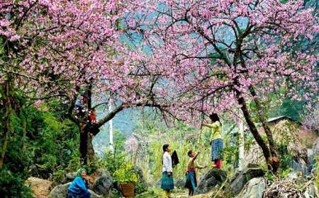 Tour Du Lịch Sapa Tết Âm Lịch 3 Ngày 2 Đêm 