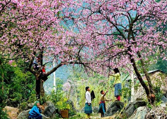 Tour Du Lịch Sapa Tết Âm Lịch 3 Ngày 2 Đêm