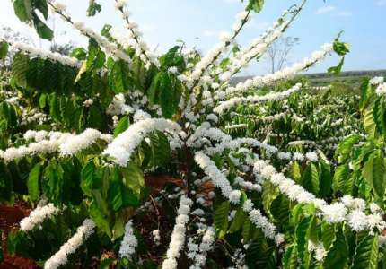 Du xuân đầu năm Tây Nguyên ngắm hoa tuyết trắng