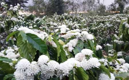 Tour Du Lịch Tây Nguyên 5 Ngày 4 Đêm Mùa Hoa Cà Phê (Bay Bamboo)