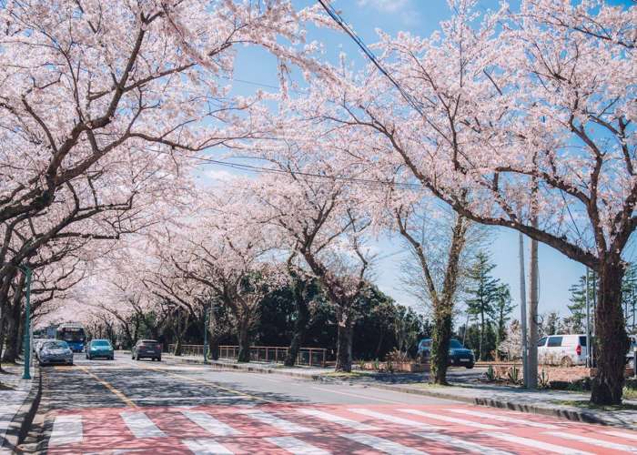 DU NGOẠN HÀN QUỐC 2026 MÙA HOA - HÀ NỘI – SEOUL – NAMI – EVERLAND – CÔNG VIÊN YEOUIDO – RỪNG SEOUL- THƯ VIỆN SÁCH