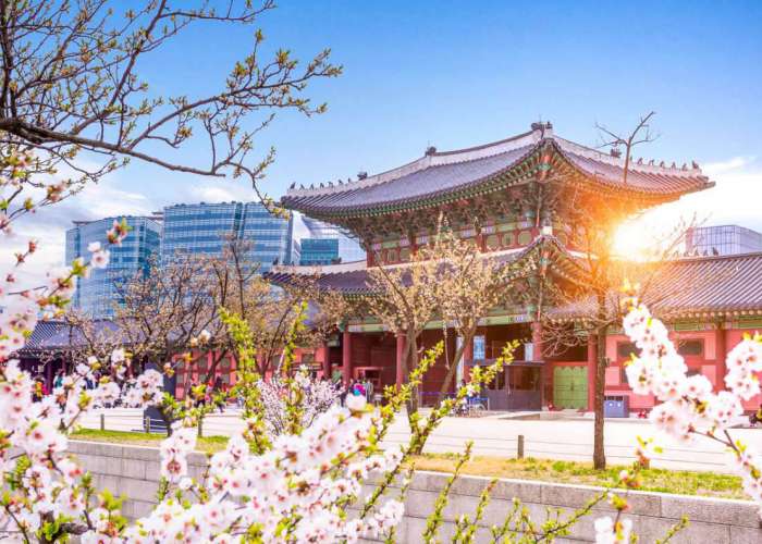 NGẮM HOA ANH ĐÀO TẠI CỐ ĐÔ HÀN QUỐC - TOUR MỚI 2026