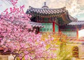 KHÁM PHÁ XỨ SỞ KIM CHI HÀN QUỐC MÙA HOA ANH ĐÀO 2026