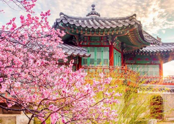 KHÁM PHÁ XỨ SỞ KIM CHI HÀN QUỐC MÙA HOA ANH ĐÀO 2026