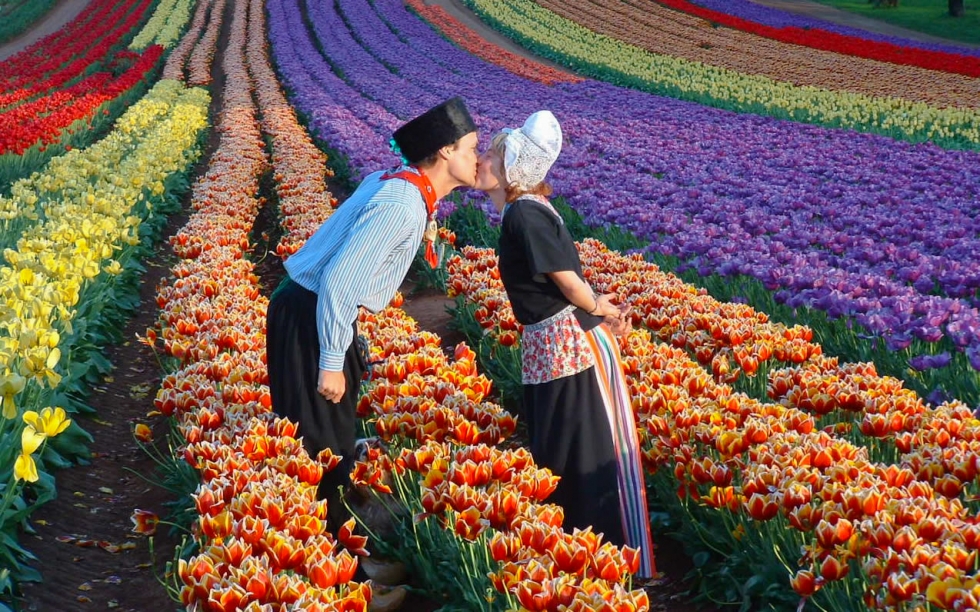 Lễ hội hoa tulip mùa xuân hà lan