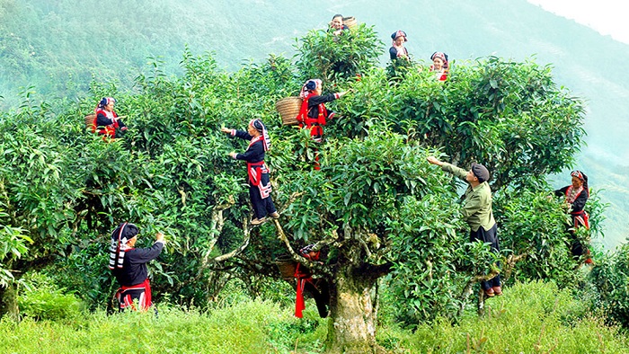 Hái chè Shan tuyết