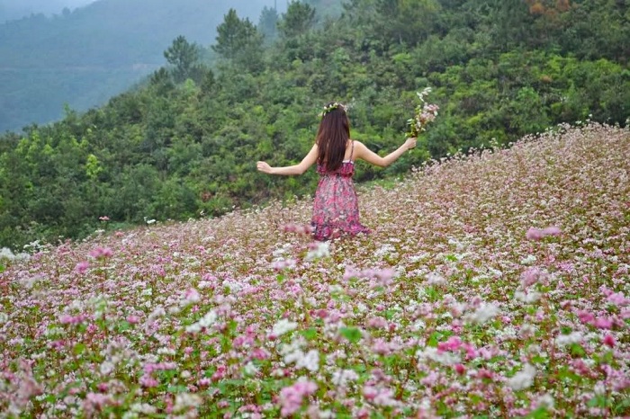 Hoa tam giác Hà Giang