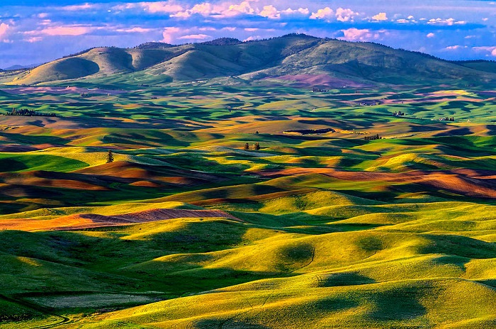 Thảo nguyên Palouse