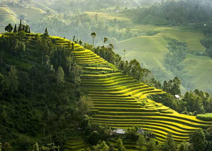 Hoàng Su Phì mùa lúa chín